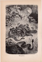 Keresztes vipera, egyszín nyomat 1894, német, eredeti, Tierleben, Az állatok világa, állat, kigyó