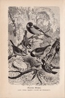 Német cinkék, egyszín nyomat 1894, német, eredeti, Tierleben, Az állatok világa, állat, madár cinege