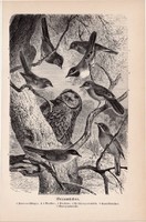 Poszáták, egyszín nyomat 1894, német, eredeti, Tierleben, Az állatok világa, állat, madár, poszáta
