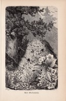 Erdei vöröshangya, egyszín nyomat 1894, német, eredeti, Tierleben, Az állatok világa, állat, hangya