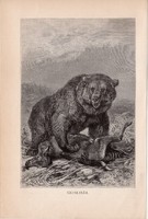 Grizzly medve, egyszín nyomat 1894, német, eredeti, Tierleben, Az állatok világa, állat, ragadozó