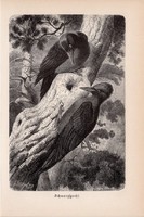 Fekete harkály, egyszín nyomat 1894, német, eredeti, Tierleben, Az állatok világa, állat, madár