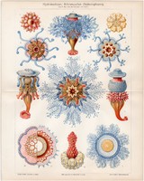 Medúzák, színes nyomat 1906, német nyelvű, litográfia, eredeti, medúza, vízi, tenger, óceán