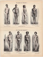 Az ember testalkata, 1905, színes nyomat, német nyelvű, eredeti, temet, alkat, méret, férfi, nő