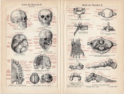 Csontváz, színes nyomat 1908, német nyelvű, koponya, anatómia, gyógyászat, ember, orvos, csont
