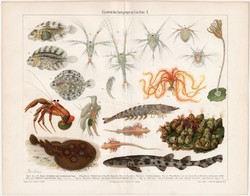 Tenger, hal, rák, színes nyomat 1903, német nyelvű, litográfia, eredeti, régi, fejlődés, óceán