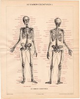 Az enber csontváza I., litográfia 1894, színes nyomat, eredeti, magyar nyelvű, csontváz, csont, régi