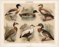 Kacsafélék, 1894, litográfia, színes nyomat, eredeti, magyar nyelvű, kacsa, lúd, vadászat, madár