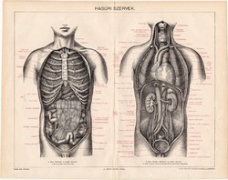 Hasűri szervek, litográfia 1894, színes nyomat, eredeti, magyar nyelvű, anatómia, gyógyászat, régi