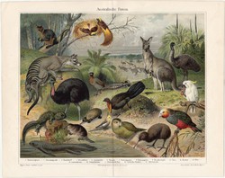 Ausztrál állatvilág, színes nyomat 1905, német, litográfia, állat, Ausztrália, strucc, kenguru, régi