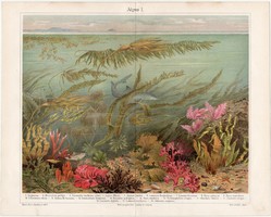 Algák, színes nyomat 1903, német, litográfia, eredeti, alga, moszat, tenger, óceán, latin, növény