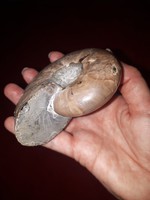 Madagaszkári hibátlan ammonitesz 