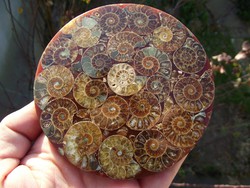 Gyönyörű ammonitesz mozaik, ásvány
