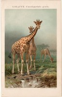 Zsiráf, litográfia 1893, színes nyomat, német nyelvű, állat, Afrika, Brockhaus lexikon, régi