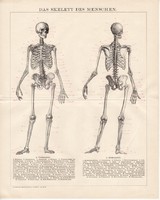 Csontváz, litográfia 1893, német, színes nyomat, anatómia, gyógyászat, ember, csont, koponya, régi