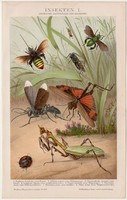 Rovarok I., litográfia 1893, színes nyomat, német nyelvű, Brockhaus, rovar, állat, insekten