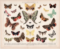 Pillangók II., litográfia 1894, német nyelvű, színes nyomat, Brockhaus, lepke, pillangó, állat, régi