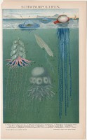 Úszó polipok, litográfia 1895, színes nyomat, német nyelvű, állat, polip, tenger, óceán, régi