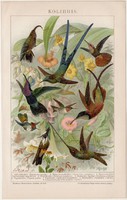 Kolibrik, litográfia 1895, színes nyomat, német nyelvű, Brockhaus, állat, madár, kolibri, régi