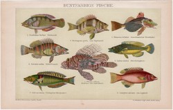 Sokszínű halak, litográfia 1895, színes nyomat, német nyelvű, Brockhaus, állat, hal, óceán, tenger