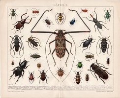 Bogarak II., litográfia 1892, német nyelvű, színes nyomat, Brockhaus, bogár, állat, régi, latin