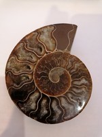 Ammonita, ammonitesz,kövület 10x8cm