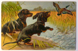 Üdvözlőlap, 1905 előtt (pb: 1905): vadkacsavadászat kutyákkal (tacskókkal)