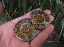 Ammonitesz őskövület 4,8 cm 