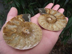 Ammonitesz fosszília 8,5 cm