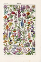 Virágok, nyomat 1923 (2), francia, 19 x 29 cm, lexikon, eredeti, növény, virág, rózsa, ciklámen