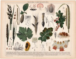 Növénybetegségek, litográfia 1892, színes nyomat, magyar nyelvű, növény, üszök, szőllőpenész, spóra