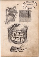 Anatómia II., litográfia 1852, német, 11 x 16 cm, könyv melléklet, nyomat, gyomor, állkapocs, fog