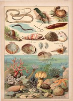 Csiga, kagyló, osztriga, rák, pióca, korall, litográfia 1899, eredeti, 24 x 34 cm, nagy méret, állat