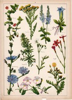 Veronika, tikszem, szegfű,mezei katáng, hajnalka, litográfia 1899, eredeti, 24x34 cm, növény, virág