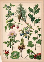 Málna, kökény, erdei fenyő, áfonya, csipkerózsa, litográfia 1899, eredeti, 24 x 34 cm, növény, virág