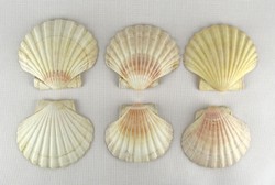 0Z348 Shell kagyló kaviár tálaló készlet 6 darab