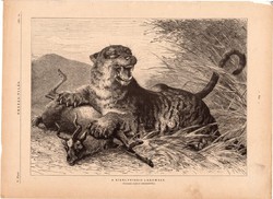 A králytigris lakomája, fametszet 1881, metszet, nyomat, 23 x 31 cm, Ország - Világ, tigris, állat