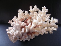 Fehér tengeri korall