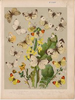 Magyarország lepkéi (4), litográfia 1907, színes nyomat, lepke, pillangó, hernyó, Rapae, Napi