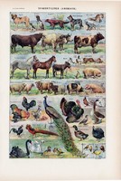 Háziállatok, nyomat 1923, francia, 19 x 29 cm, lexikon, eredeti, állat, kutya, ló, disznó, tyúk