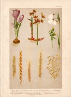 Magyar növények (3), litográfia 1903, színes nyomat, virág, sáfrány, káka, búza, rozs, árpa, zab