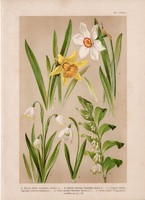 Magyar növények (20), litográfia 1903, színes nyomat, virág, tőzike, hóvirág, nárcisz, sülyfű