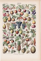 Gyümölcsök, nyomat 1923, francia, 19 x 29 cm, lexikon, eredeti, gyümölcs, szőlő, körte, alma, barack
