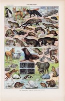 Állatok, színes nyomat 1923, francia, 19 x 29 cm, lexikon, eredeti, szőrme, bunda, ló, róka, birka