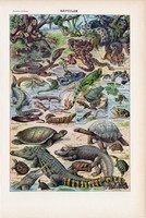 Hüllők, színes nyomat 1923, francia, 19 x 29 cm, lexikon, eredeti, hüllő, kígyó, gyík, teknős