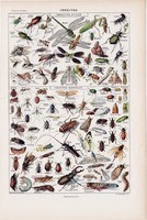 Rovarok, színes nyomat 1923, francia, 19 x 29 cm, lexikon, eredeti, rovar, lepke, báb, szitakötő