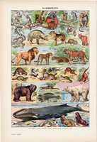 Emlősök I., színes nyomat 1923, francia, 19 x 29 cm, lexikon, eredeti, állat, oroszlán, medve, fóka