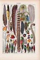 Madártollak, színes nyomat 1923, francia, 19 x 29 cm, lexikon, eredeti, madár, toll, dísz