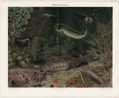 Mélytengeri állatvilág, litográfia 1896, német nyelvű, tenger, óceán, hal, eredeti nyomat