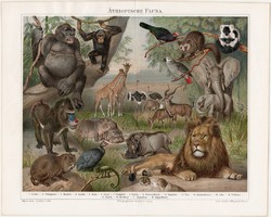 Etiópiai, afrikai állatvilág, litográfia 1894, német nyelvű, Afrika, oroszlán, gorilla, elefánt